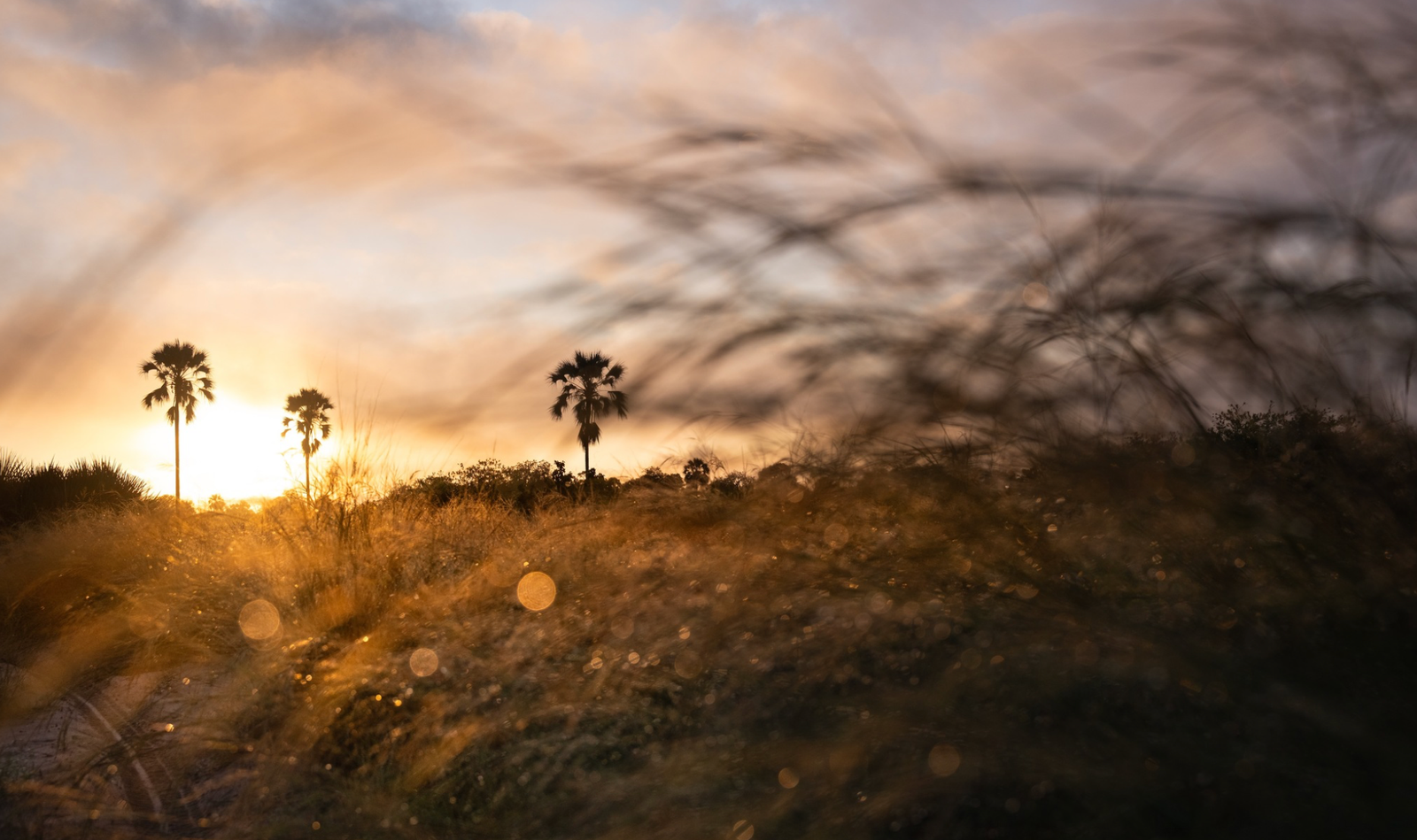 Un nuevo capítulo: Singita Elela abrirá en Botsuana en diciembre 2026 