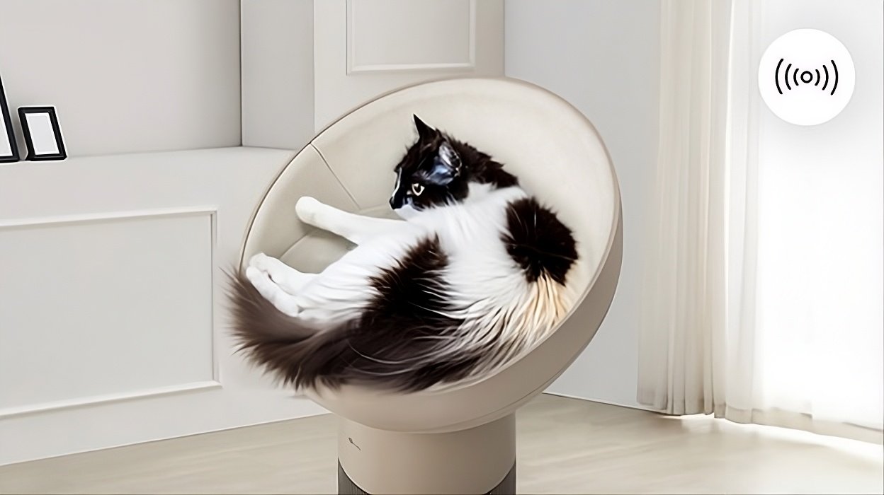 Gato descansando sobre el aerocat